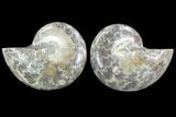 Cut & Polished Ammonite (Anapuzosia?) Pair - Madagascar #88017-1